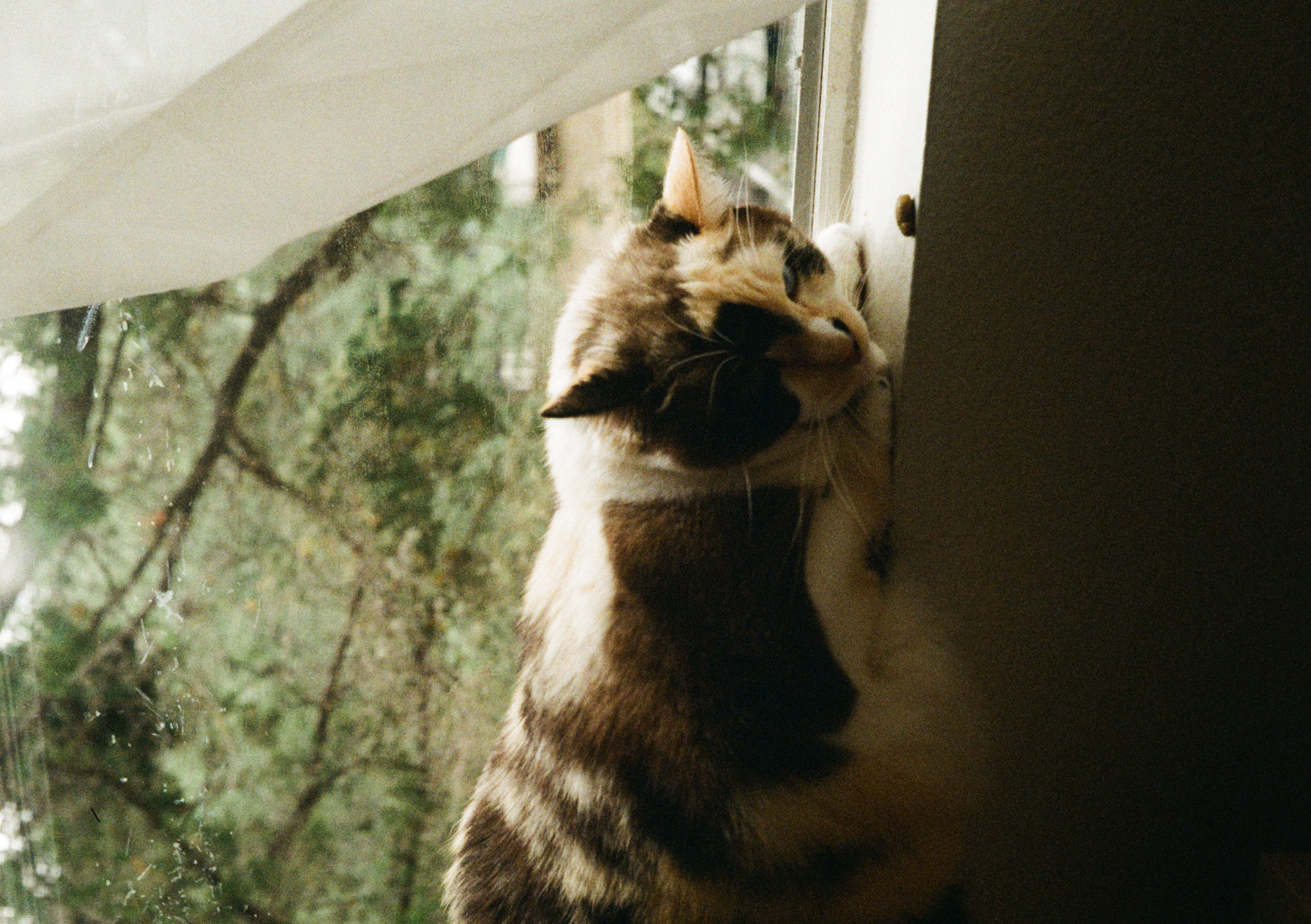 cat