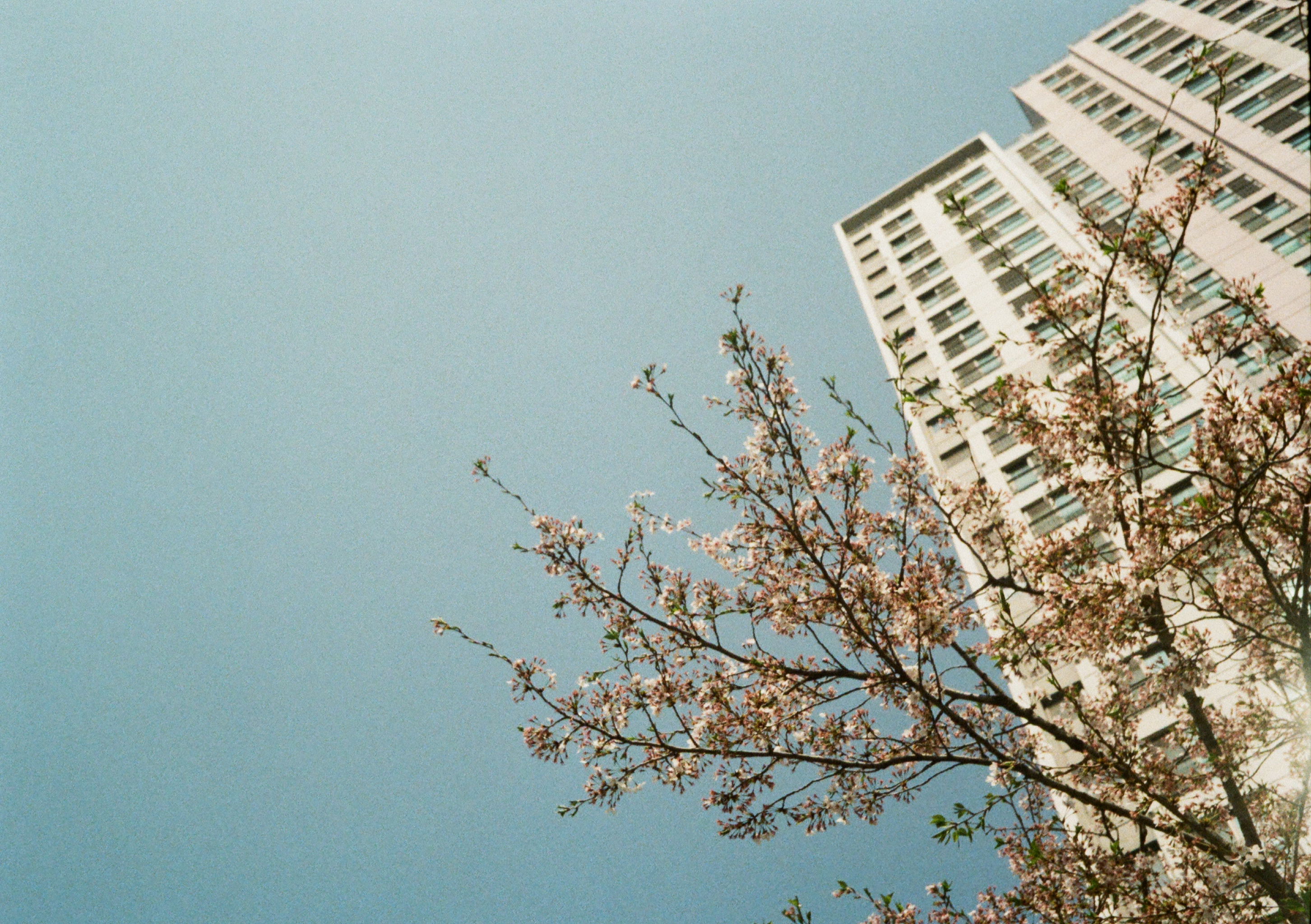 tree